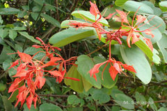 Bauhinia phoenicea